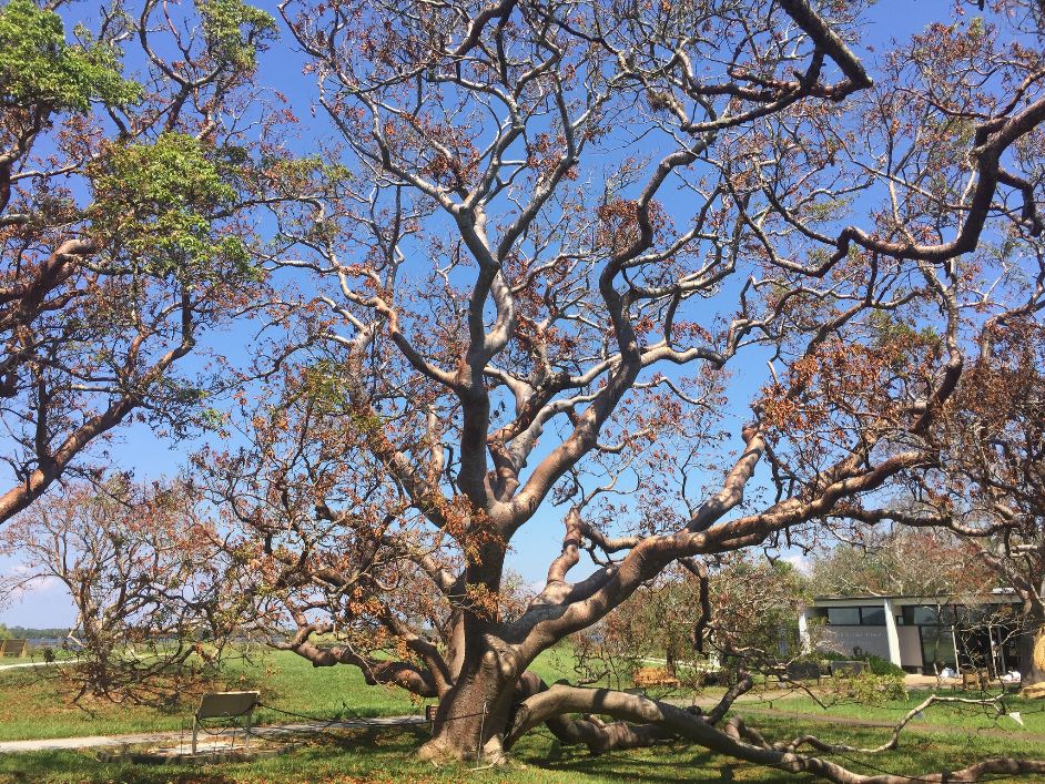 Large tree in grassy area in front of visitor center