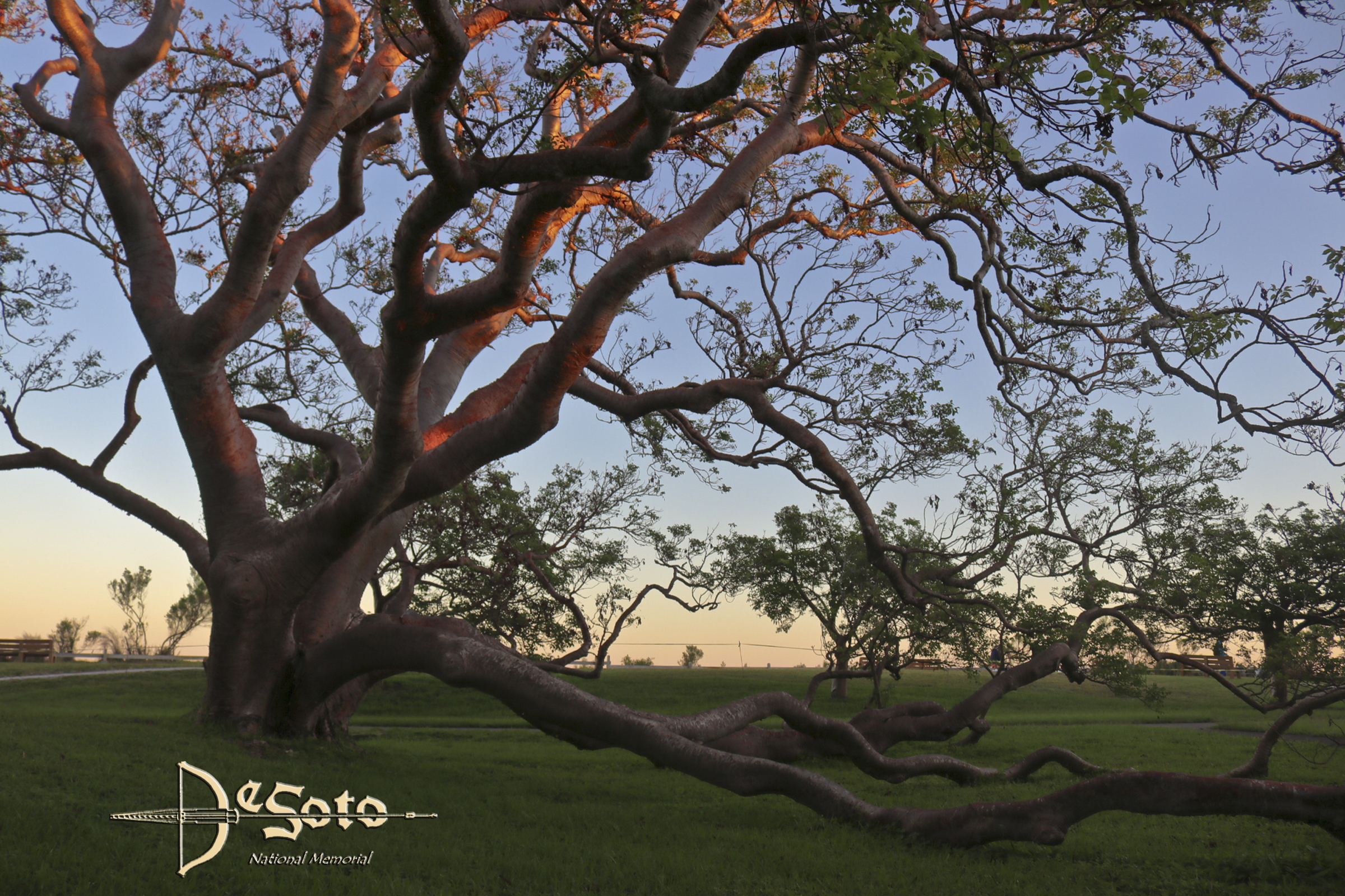 The Champion Gumbo Limbo November, 2017