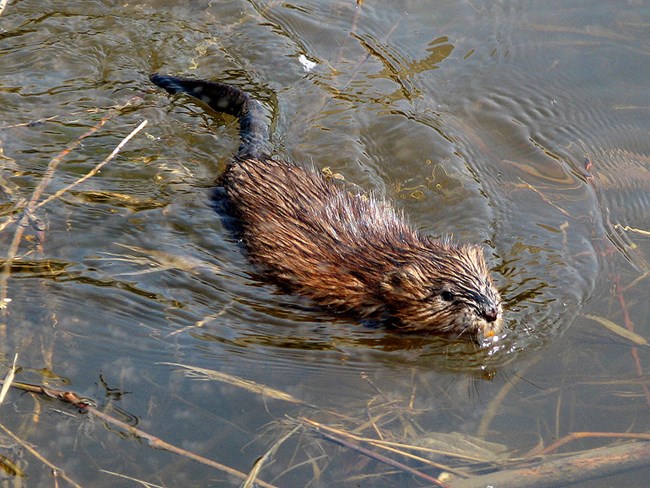 Muskrat swimming.