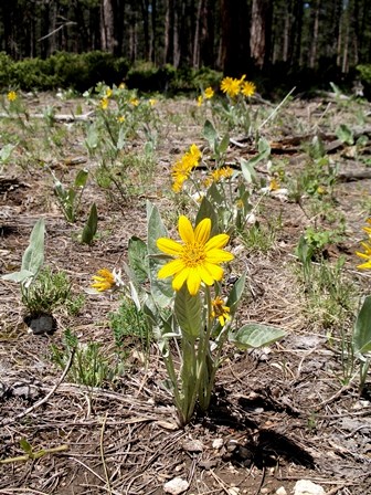 Arrowleaf Balsamroot Arrowleaf Balsamroot