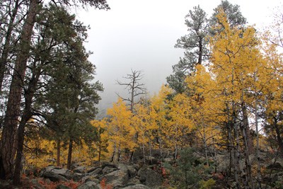 Small trees with yellow leaves with pine trees and fog