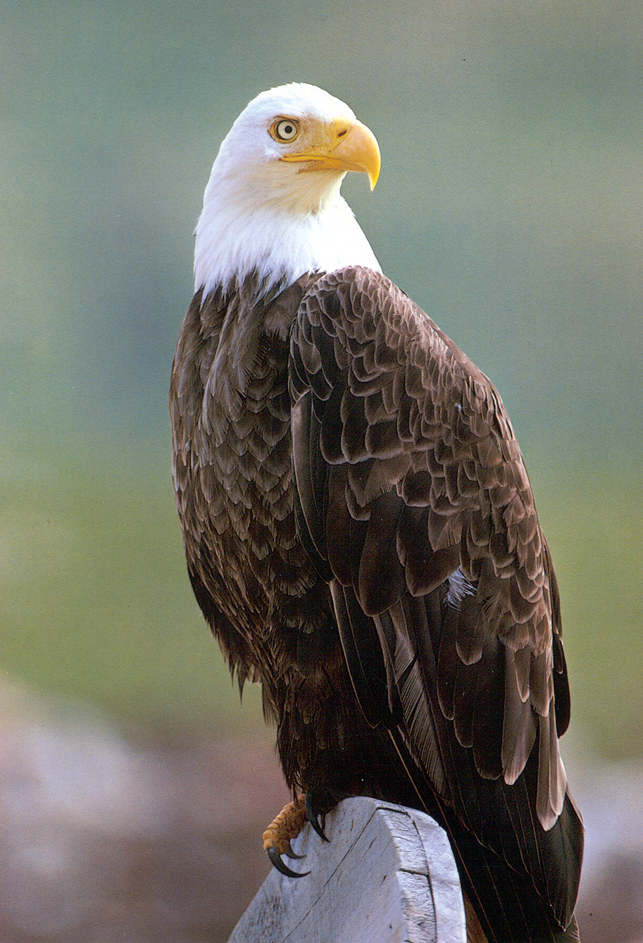 Raptors - Devils Tower National Monument (U.S. National Park Service)