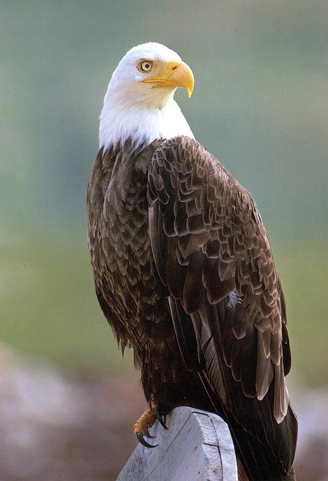 An eagle with a white head and brown feathers perched on a piece of wood
