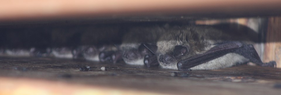 Bats roosting in a building.
