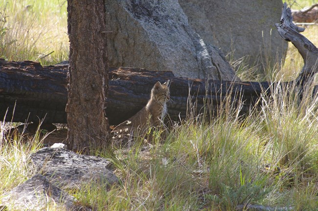 Small bobcat sitting in tall grass near a fallen tree.