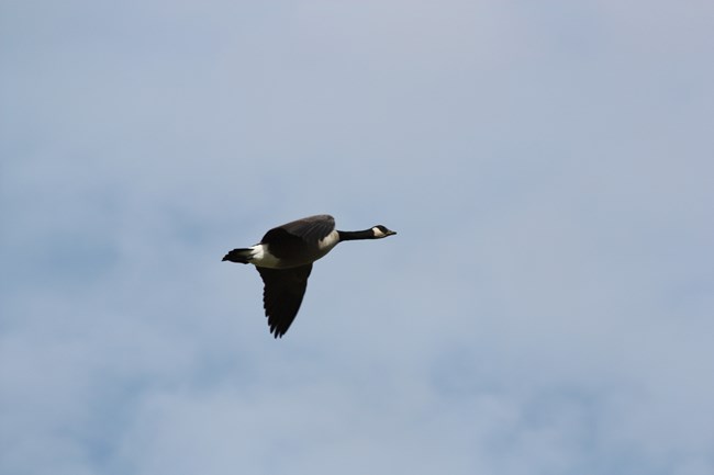 A lone bird with open wings flying in the sky