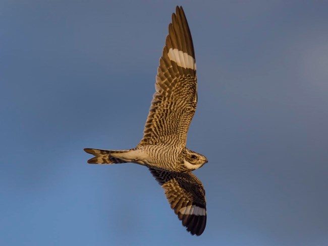 A small, specled bird flying alone in a clear sky