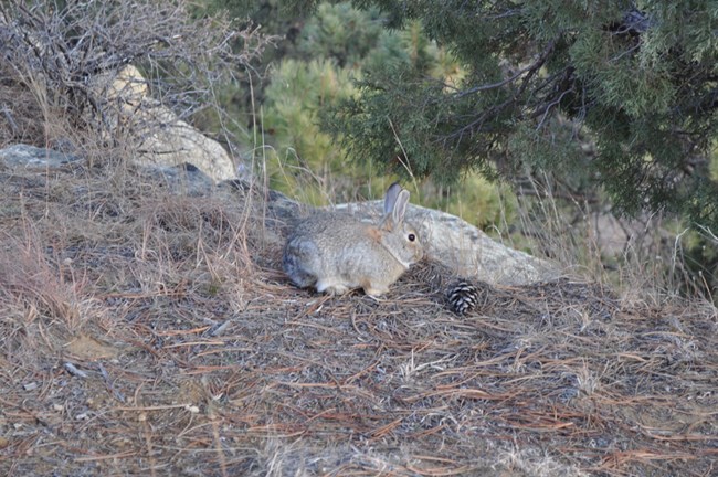 A small rabbit crouched on the ground