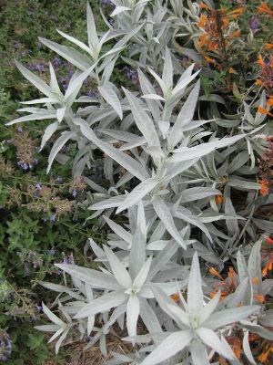 Silver leaf plant