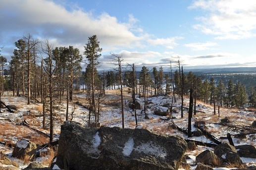 Rolling hills with boulders and pine trees, some burned.