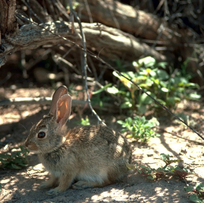 A small animal with large ears (rabbit) in the bushes