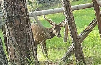 A young elk with new antlers behind trees and a fence line