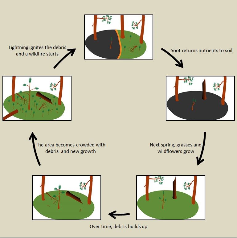 A diagram showing how fire can keep a forest ecosystem healthy.