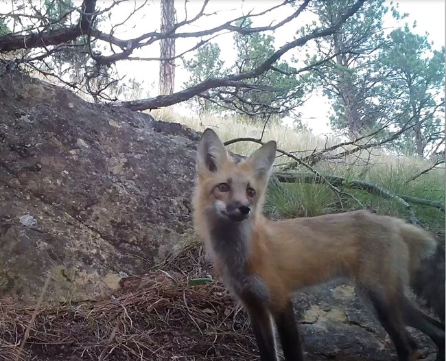 Small red fox in a forest setting