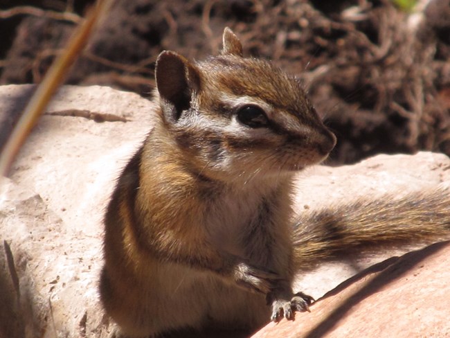 Closeup of a small rodent