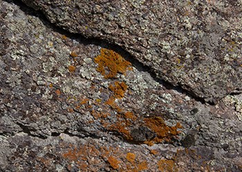 Different colors of lichens growing on a rock