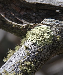 Fuzzy green lichens growing on an old branch