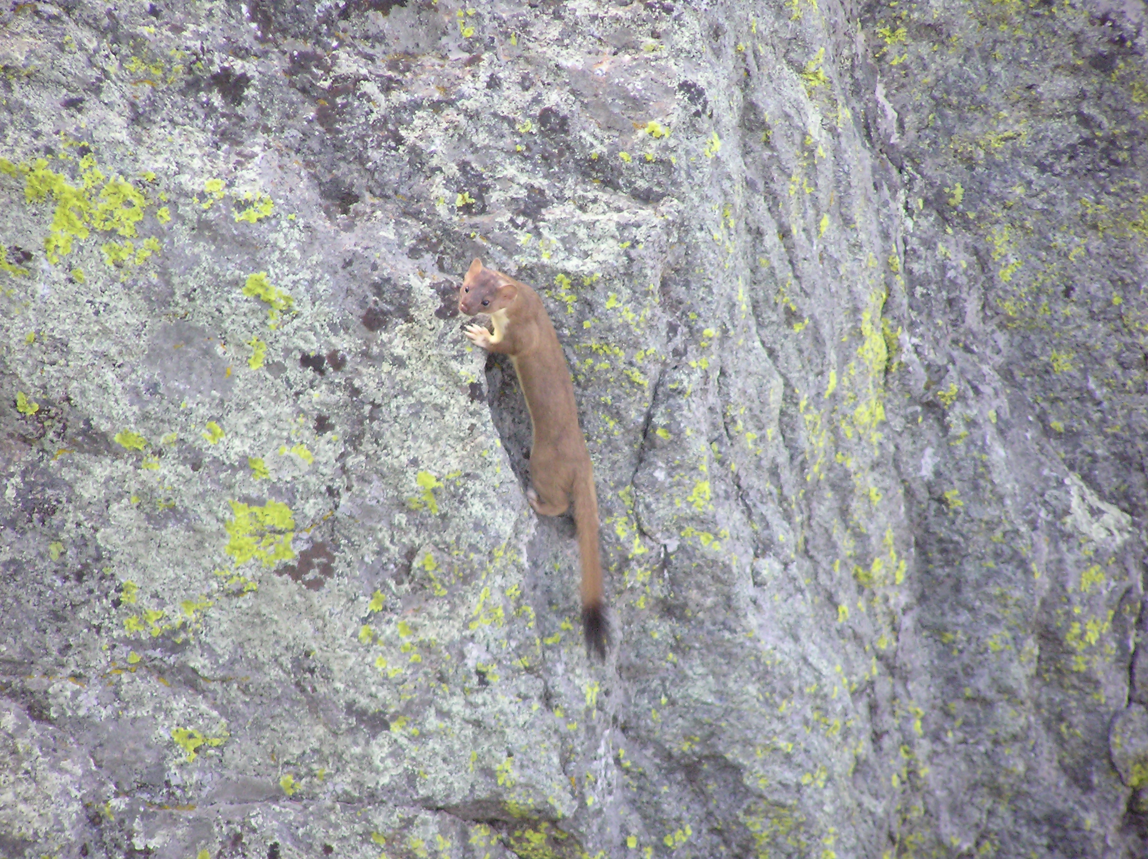 What Hunts Weasels? Shocking Predators Revealed! - udxuriq