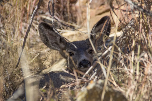 A mule deer lounging in the grass