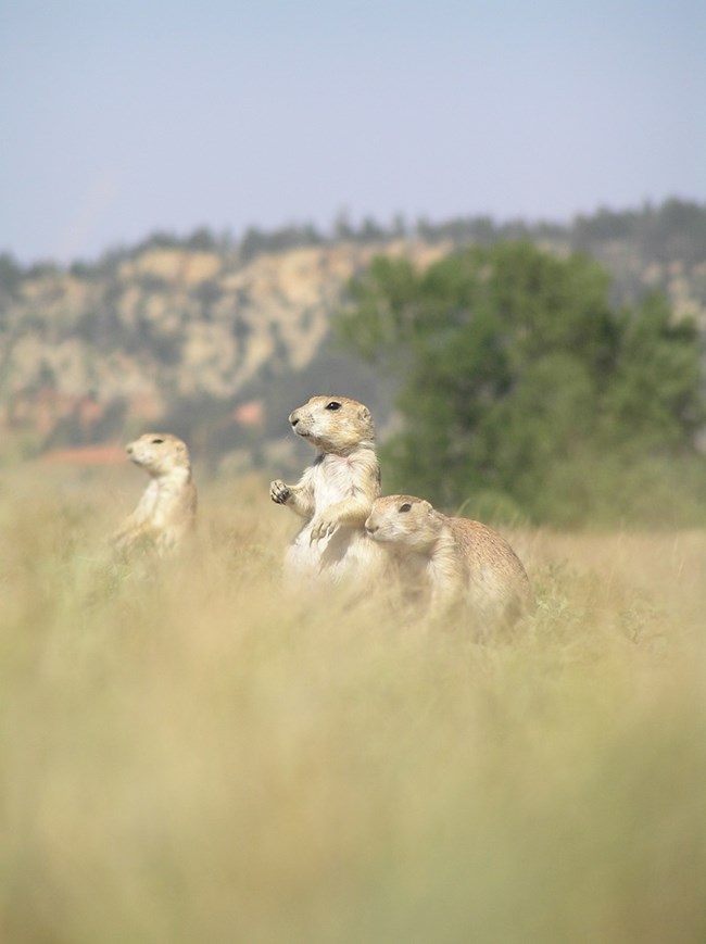 Three ground squirrels, two standing and one crouched
