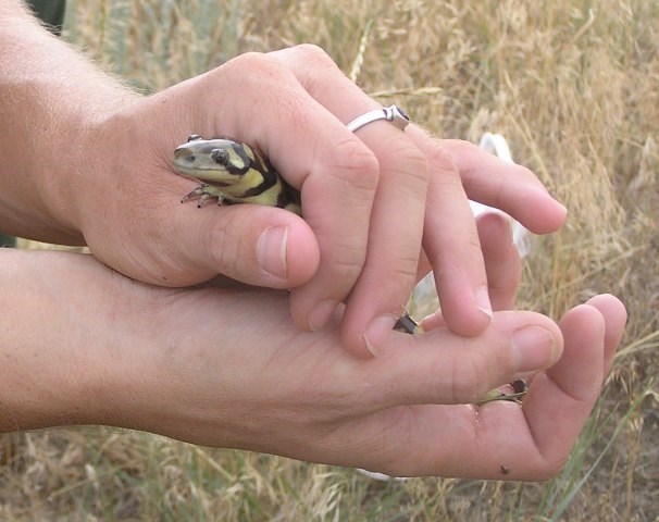 Human hands holding a salamander
