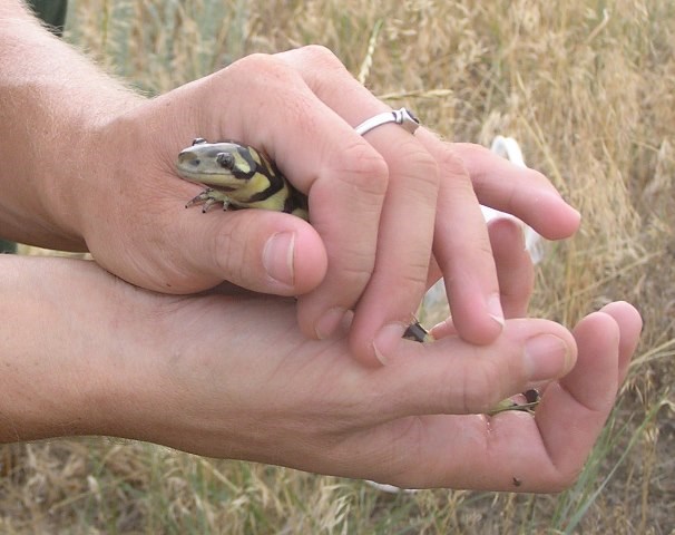 Technician gently holding a Mole Salamander Technician gently holding a Mole Salamander