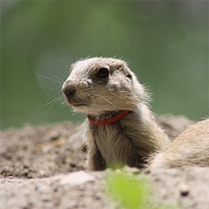 A prairie dog pup with a plastic ring stuck around its neck.