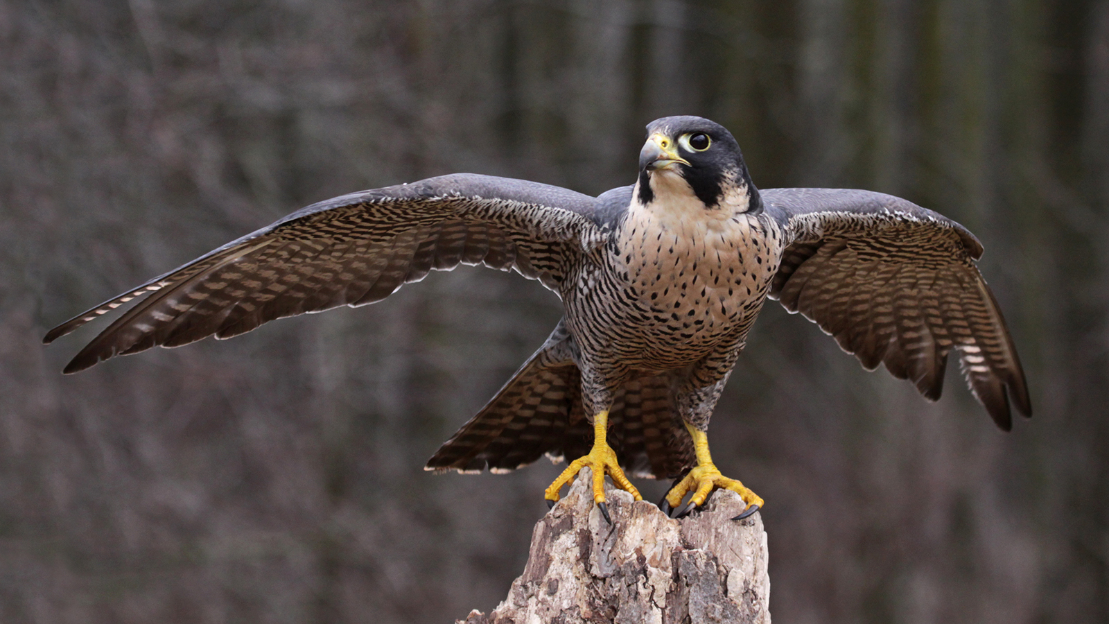A brown bird of prey extending its wings on a tree stump
