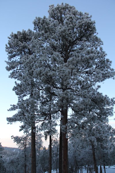 A tall pine tree covered in frost