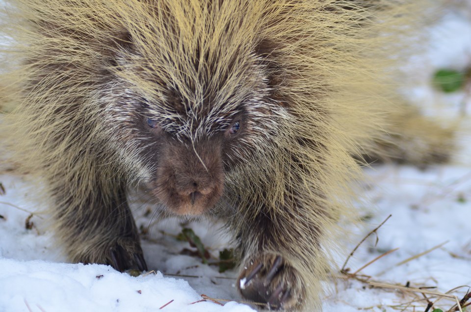 A walking porcupine