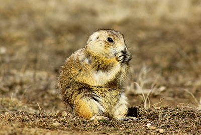 what do prairie dogs look like