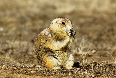 A small ground squirrel holding its hand to its mouth.