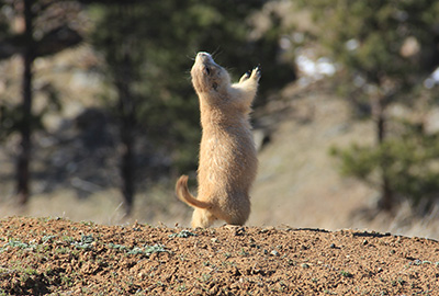 how do prairie dogs interact