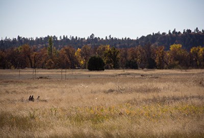 A grassy field with three small squirrels in the middle ground; trees in background.