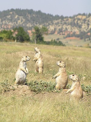 Four ground squirrels monitor the area around them.