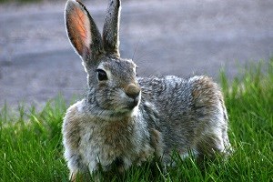 A closeup of a Rabbit lounging on the grass