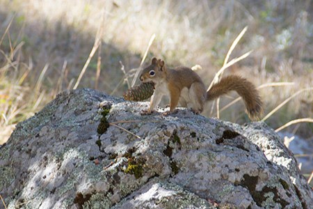 Red squirrel with a pine cone