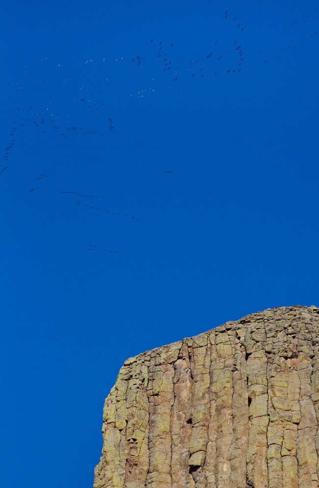A large group of birds in the distance flying over a craggy portion of Devils Tower/Bear Lodge
