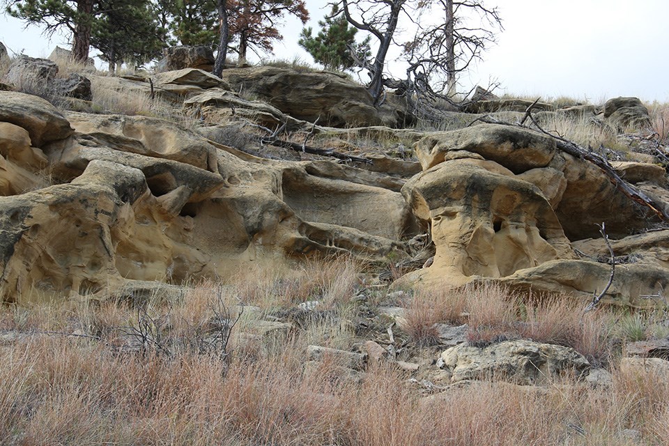 Yellow rock outcrop sculpted by wind and water.