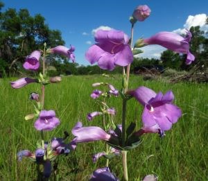 Purple flower