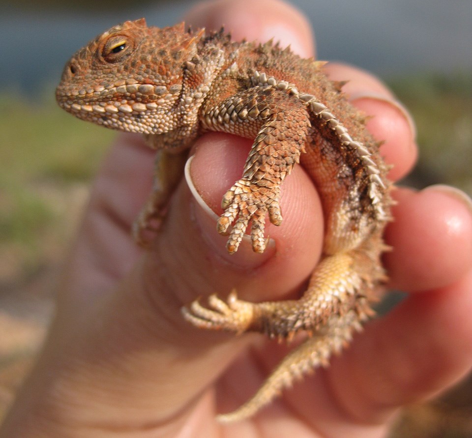 A short-horned lizard being held, smaller than a human hand