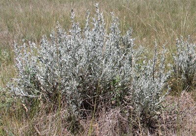 A shrub surrounded by grasses