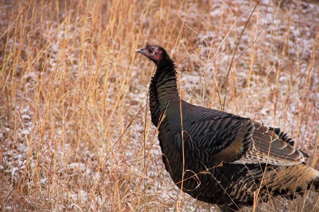 turkey turkey