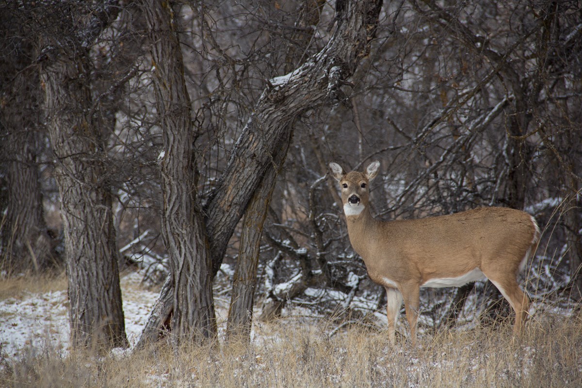 White tailed deer A white tailed deer standing in a winter forest