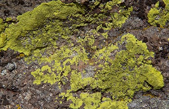 Bright green lichens growing on a rock
