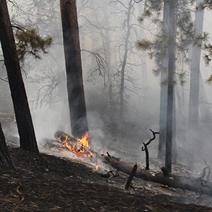 A flaming log and smoke in a forest