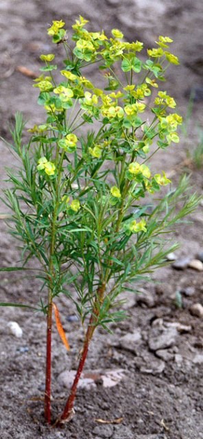 A small green plant with yellow flowers
