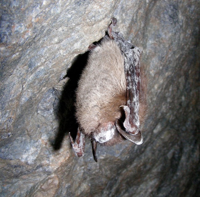 A little brown bat with white nose syndrome hangs upside down on a grey rock feature