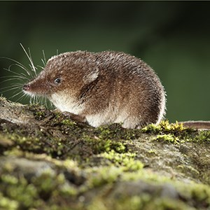 Masked Shrew