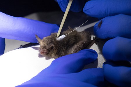 Biologists put a temporary radio transmitter on a captured bat